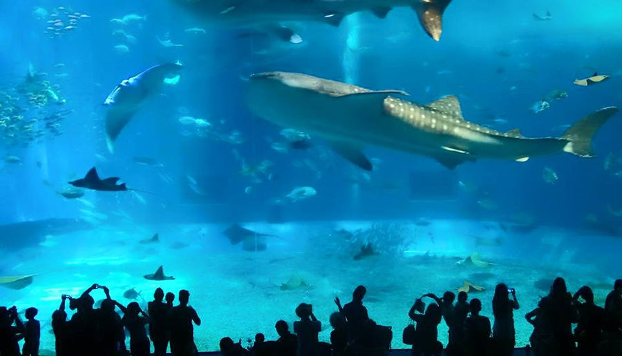 沖繩水族館值得一探，館內擁有數座超大型水族箱，鯨鯊在頭頂上游來游去的感覺頗震撼。 